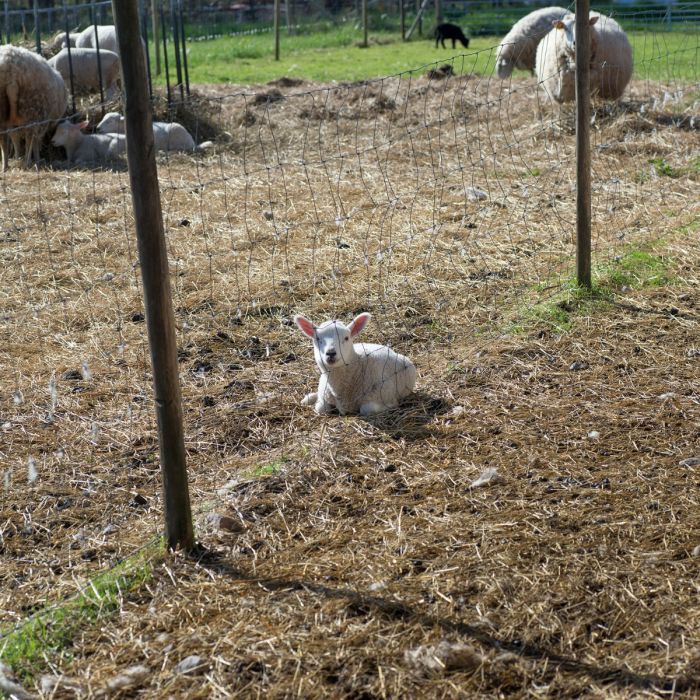 Sheep fencing